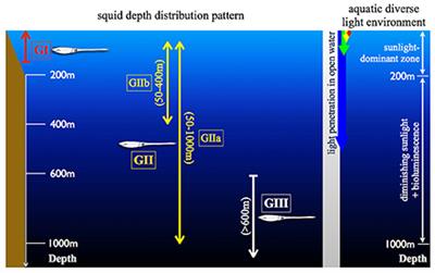 Complex Visual Adaptations in Squid for Specific Tasks in Different Environments